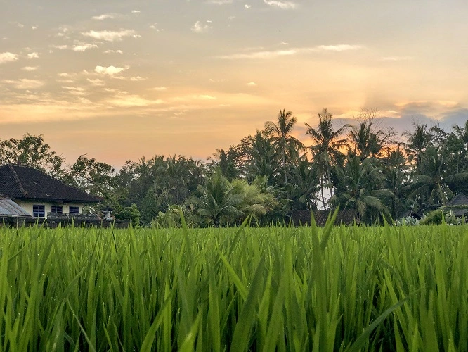 Ubud-rice-field-3 Ubud rice field sunset